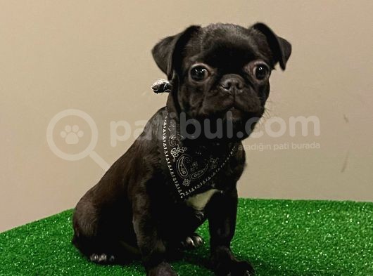Black Pug Mops Dişi Yavrumuz görsel