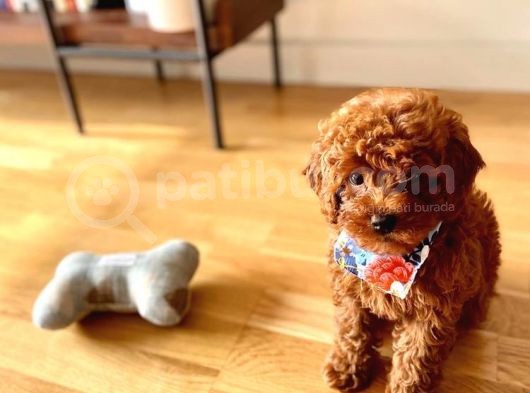 Gerçek Redbrown Kırmızı Safkan Orjinal Yavrular Garantili