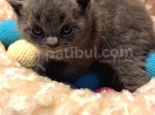 Bri̇ti̇shshorthai̇r Kül Rengi̇ Kehri̇bar Göz görsel