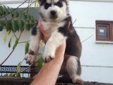 Oyun Hamuru Husky