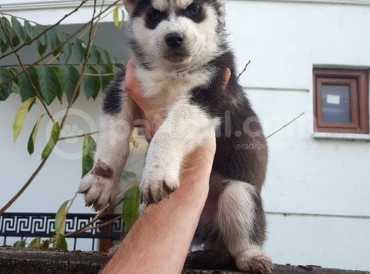Oyun Hamuru Husky görsel