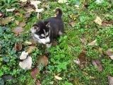Oyun Hamuru Husky