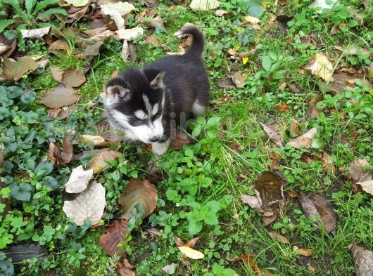 Oyun Hamuru Husky görsel