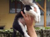 Oyun Hamuru Husky