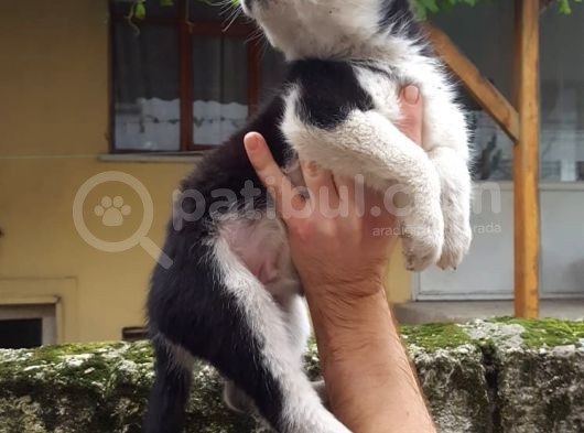 Oyun Hamuru Husky
