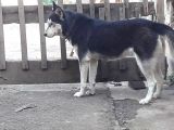 Oyun Hamuru Husky