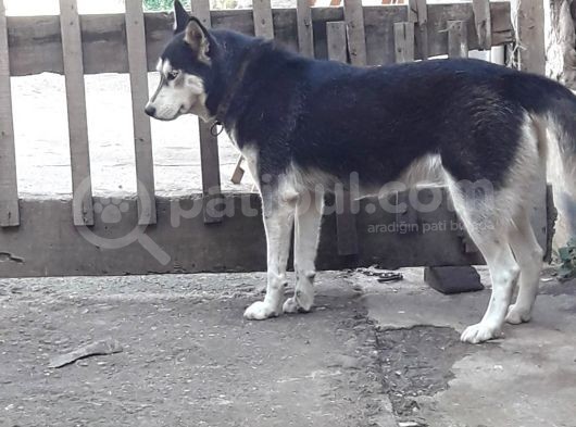 Oyun Hamuru Husky görsel