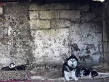 Oyun Hamuru Husky