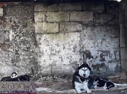 Oyun Hamuru Husky görsel