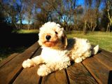 Toy Poodle Erkek Bebeğim