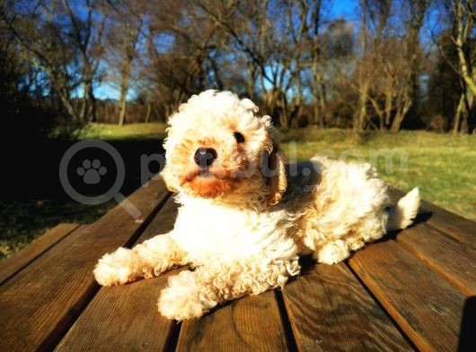 Toy Poodle Erkek Bebeğim görsel