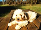 Toy Poodle Erkek Bebeğim