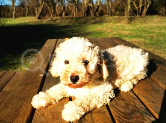 Toy Poodle Erkek Bebeğim görsel