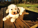 Toy Poodle Erkek Bebeğim