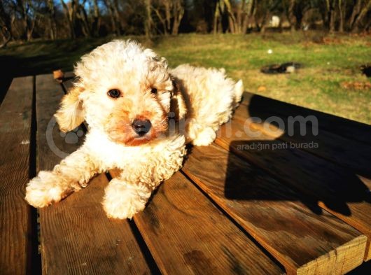 Toy Poodle Erkek Bebeğim görsel
