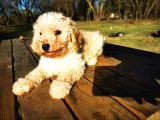 Toy poodle Erkek Bebeğim