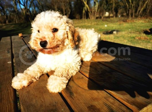 Toy Poodle Erkek Bebeğim