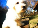 Küçük Kar Topu Maltipoo Bebeğim
