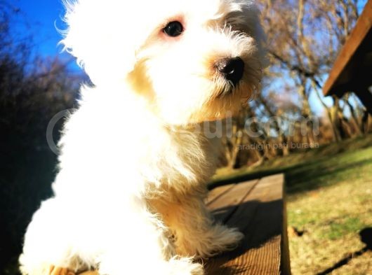 Küçük Kar Topu Maltipoo Bebeğim görsel
