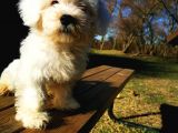 Küçük Kar Topu Maltipoo Bebeğim