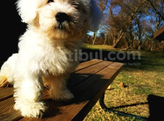 Küçük Kar Topu Maltipoo Bebeğim görsel
