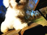 Küçük Kar Topu Maltipoo Bebeğim