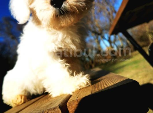 Küçük Kar Topu Maltipoo Bebeğim