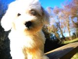 Küçük Kar Topu Maltipoo Bebeğim
