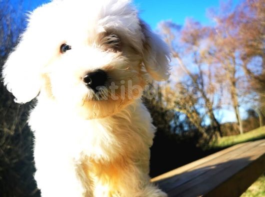 Küçük Kar Topu Maltipoo Bebeğim görsel