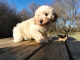 Toy Poodle