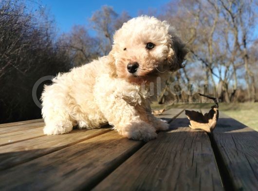 Toy Poodle görsel