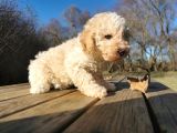 Toy poodle
