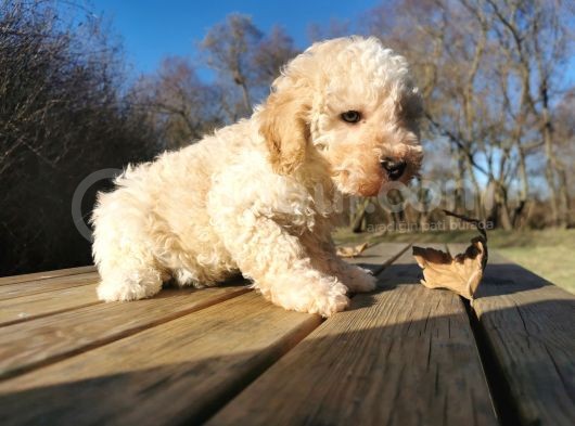 Toy Poodle