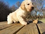 Toy Poodle