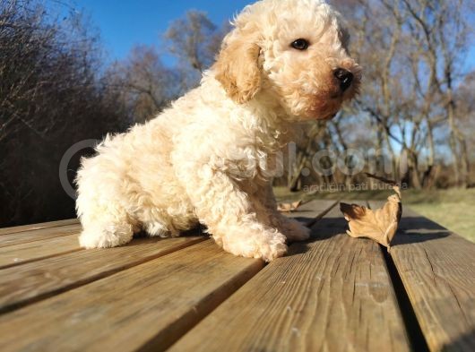 Toy Poodle görsel