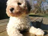 Toy Poodle
