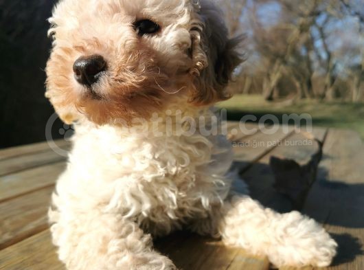 Toy Poodle görsel