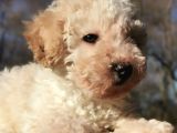 Toy Poodle