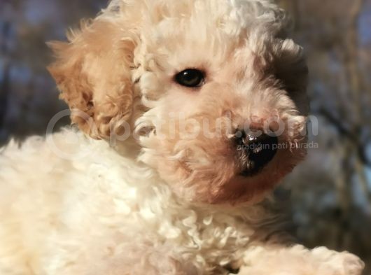 Toy Poodle görsel