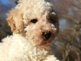 Toy Poodle