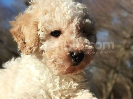 Toy Poodle görsel