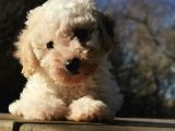 Toy poodle