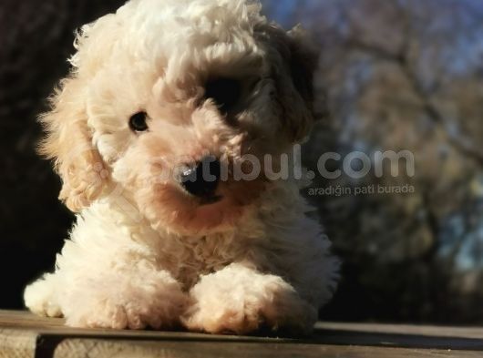 Toy Poodle