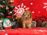 Türki̇ye'ni̇n en İyi̇ Poodle Yeti̇şti̇rme Çi̇ftli̇ği̇nden