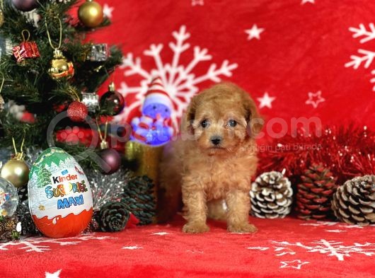 Türki̇ye'Ni̇n En İyi̇ Poodle Yeti̇şti̇rme Çi̇ftli̇ği̇nden görsel