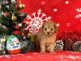 Türki̇ye'Ni̇n En İyi̇ Poodle Yeti̇şti̇rme Çi̇ftli̇ği̇nden