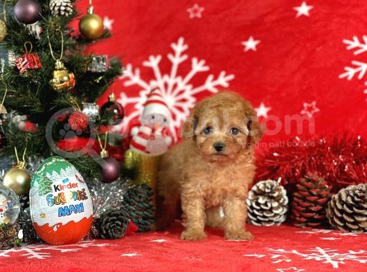 Türki̇ye'Ni̇n En İyi̇ Poodle Yeti̇şti̇rme Çi̇ftli̇ği̇nden görsel