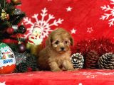 Türki̇ye'Ni̇n En İyi̇ Poodle Yeti̇şti̇rme Çi̇ftli̇ği̇nden