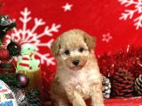 Türki̇ye'ni̇n en İyi̇ Poodle Yeti̇şti̇rme Çi̇ftli̇ği̇nden
