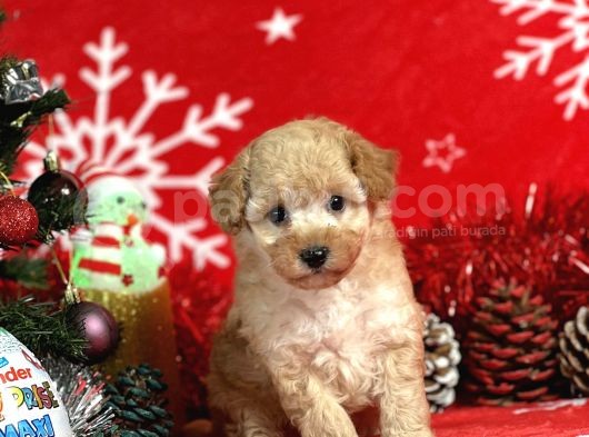 Türki̇ye'Ni̇n En İyi̇ Poodle Yeti̇şti̇rme Çi̇ftli̇ği̇nden